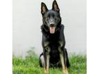 Adopt Apollo a German Shepherd Dog