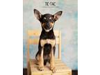 Adopt Tic-Tac a Australian Shepherd