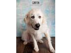 Adopt Griffin a Great Pyrenees