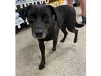 Adopt Tucker a Labrador Retriever