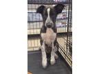 Adopt Hank a Australian Shepherd