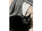 Adopt Nero a Domestic Short Hair