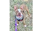 Adopt Booker a Boston Terrier