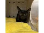 Adopt West 24-07-093 a American Shorthair