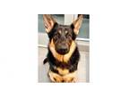Adopt Ricky a German Shepherd Dog