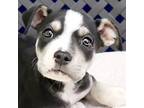 Adopt Schnitzel a Labrador Retriever