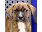Adopt Chance a Boxer, Labrador Retriever