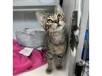 Adopt Arlo a Domestic Short Hair