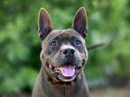 Adopt BEN a Pit Bull Terrier