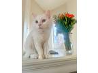 Adopt John a Domestic Long Hair