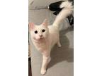 Adopt Ringo a Domestic Long Hair