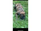 Adopt Kai a Mastiff, Boxer