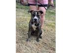 Adopt Newman a American Staffordshire Terrier, Mastiff