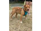 Adopt Uno a American Staffordshire Terrier