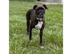 Adopt Captain a Boxer