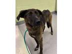 Adopt Raccoon a Shepherd, Mixed Breed