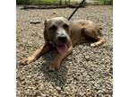 Adopt Pickles a Pit Bull Terrier, Mixed Breed