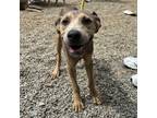 Adopt Cheese a Pit Bull Terrier, Mixed Breed