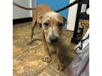 Adopt Bacon a Pit Bull Terrier, Mixed Breed