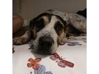 Adopt Gus Gus a Australian Cattle Dog / Blue Heeler