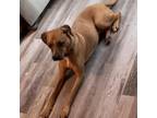 Adopt NY Chester (Foster in Crompond) a Black Mouth Cur