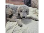 Adopt Eddie P a Poodle