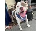 Adopt Keanu a Pit Bull Terrier