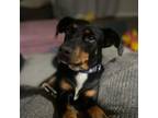 Adopt Snoop a Miniature Pinscher, Hound
