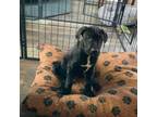 Adopt Forney a Black Labrador Retriever, Mixed Breed