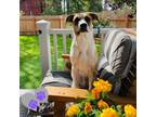 Adopt Morty a Mixed Breed
