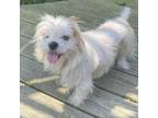 Adopt Bucking Bronco a Shih Tzu, Mixed Breed
