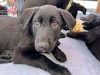 Adopt Gus a German Shepherd Dog, Poodle