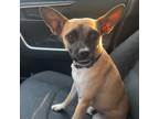Adopt Polo a Mixed Breed