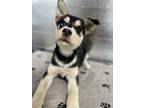 Adopt Sitka a Husky