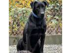 Adopt Tom a Black Labrador Retriever, Mixed Breed