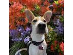 Adopt Radar a Labrador Retriever, Mixed Breed