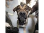 Adopt Timba a Black Labrador Retriever, Mixed Breed