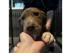Adopt Greg a Pit Bull Terrier, Mixed Breed