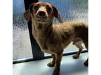 Adopt Fernando a Dachshund