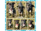 Adopt Haze (CFS 240060610) a Pit Bull Terrier