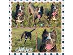 Adopt Carface (CFS 240061017) a Pit Bull Terrier, Catahoula Leopard Dog