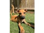Adopt Alder a Black Mouth Cur, Mixed Breed