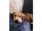 Adopt Rowan a Black Mouth Cur, Mixed Breed