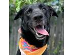 Adopt Taos a Black Labrador Retriever