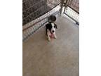 Adopt Lucky a Collie
