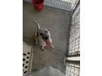 Adopt Tonto a Cattle Dog