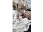Adopt Brysta (Luna) a Pit Bull Terrier