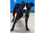 Adopt Doc a Pit Bull Terrier