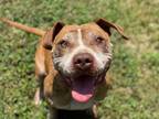 Adopt Biggin (3009 s Indiana) a Mixed Breed