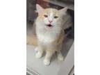 Adopt Kurt a Domestic Long Hair